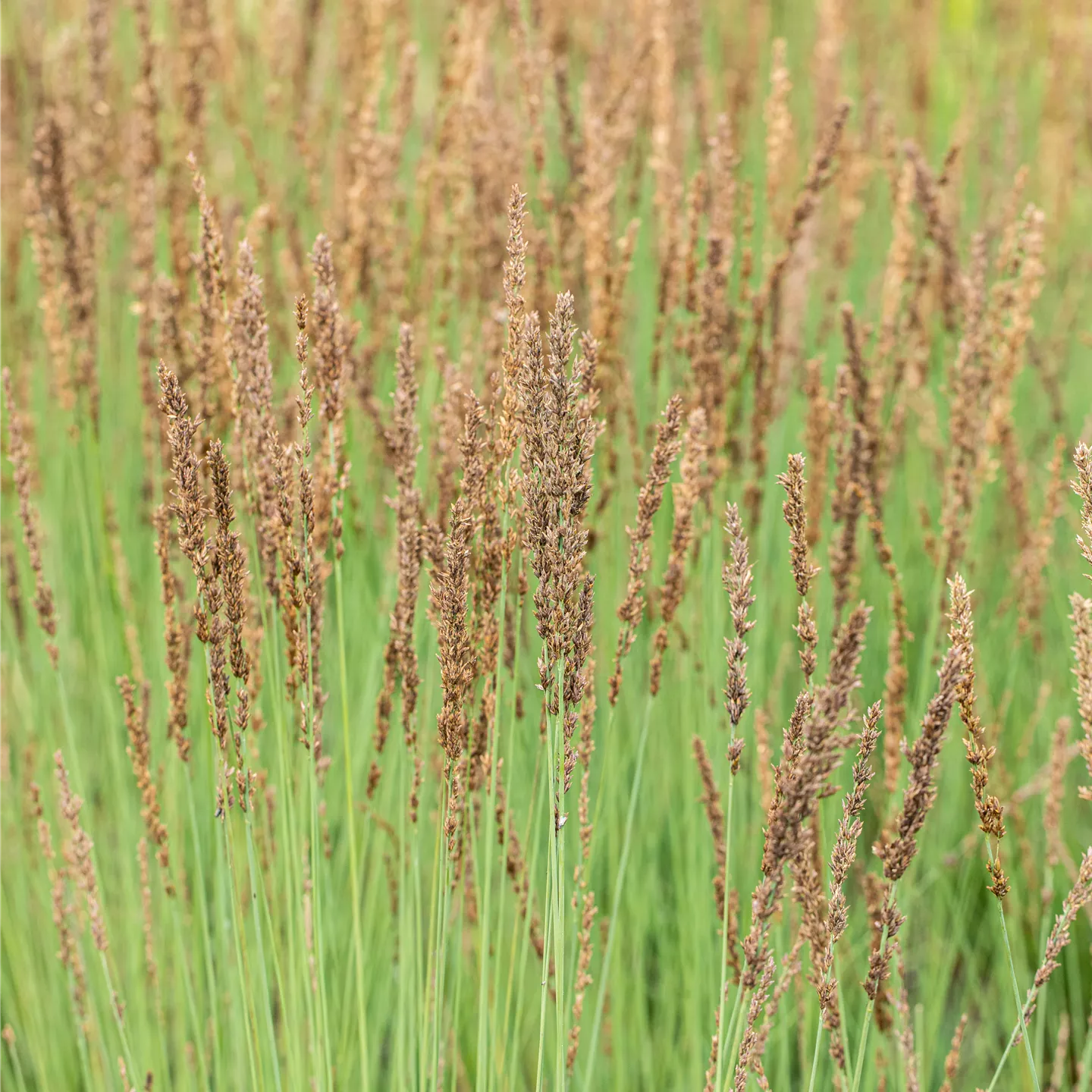 Molinia caerulea 'Heidezwerg' Molinia caerulea 'Heidezwerg'