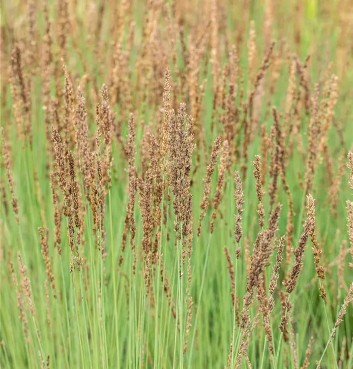 Kleines Garten-Pfeifengras