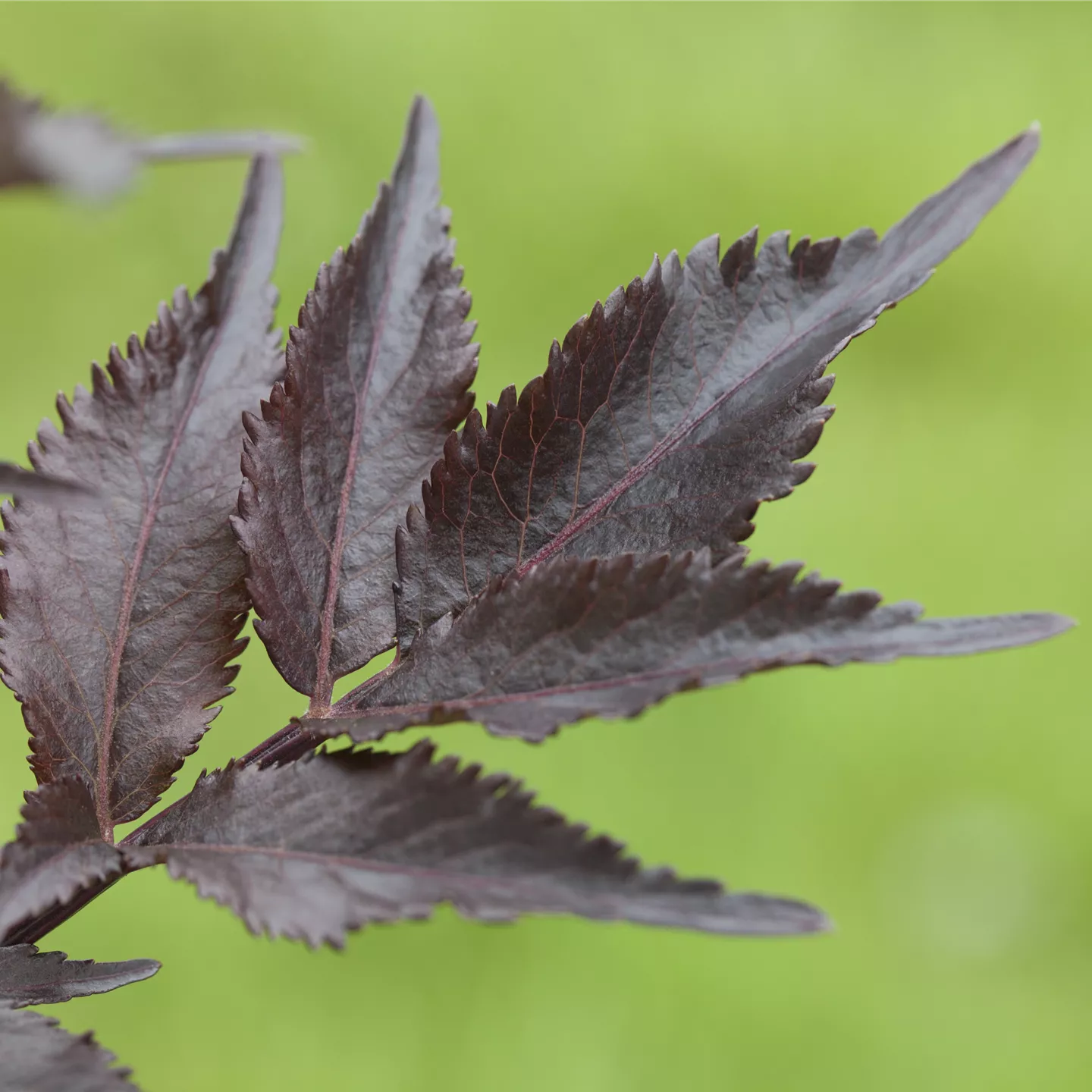 Sambucus nigra 'Black Beauty' -R-