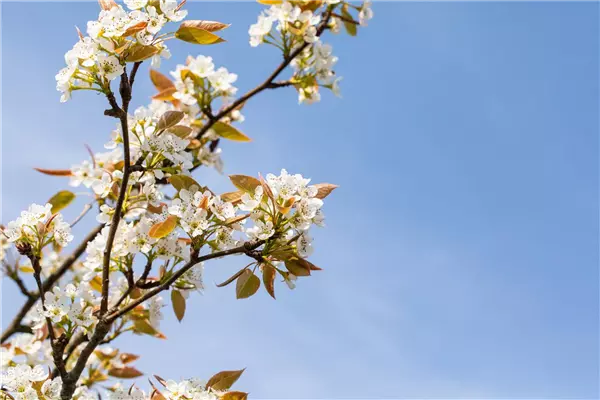 Pyrus pyraster 'Kumoi'                 CAC Birne
