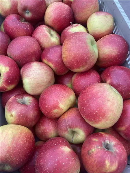 Malus 'Wellant'  -S-                    CAC Apfel 'Wellant' - Fresco