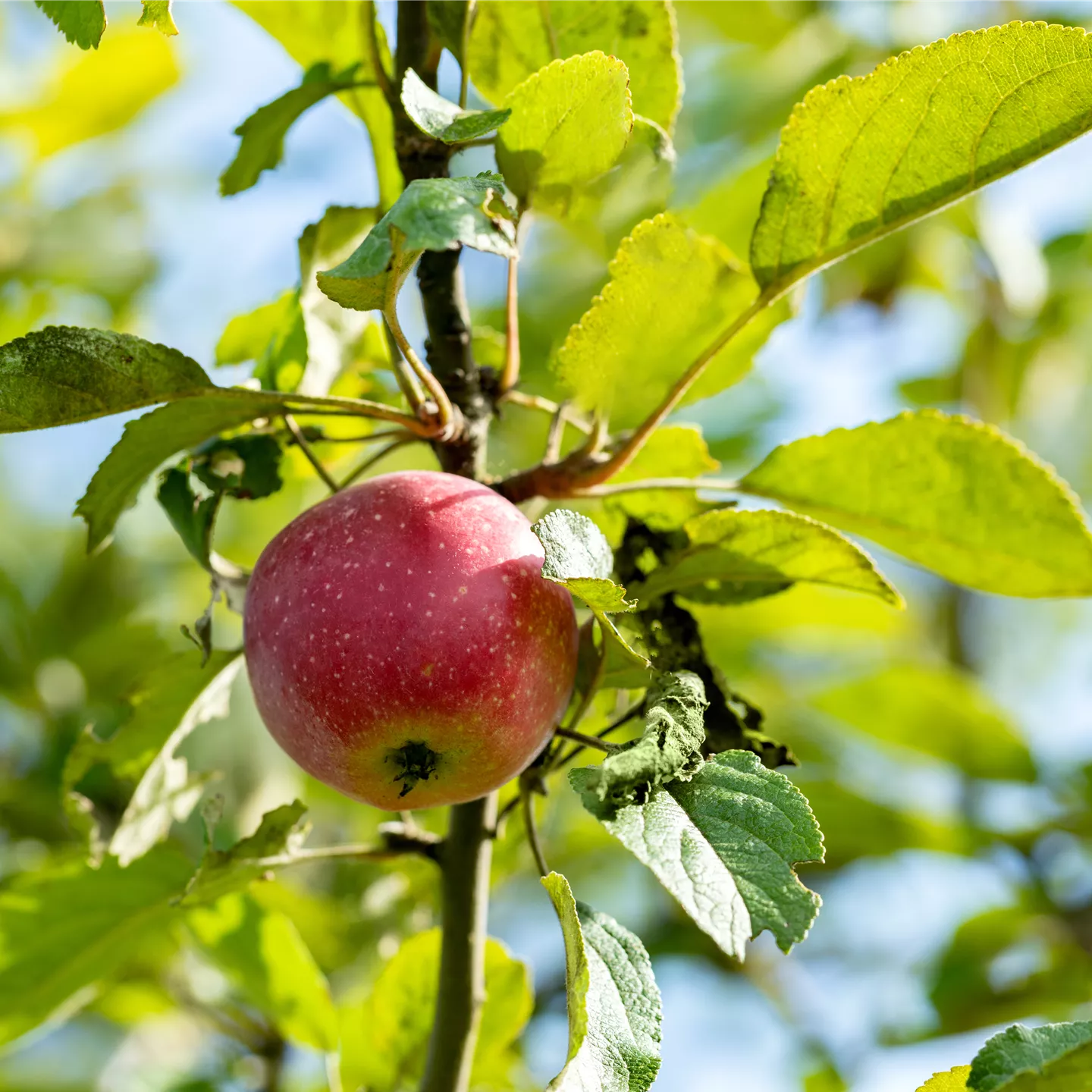 Malus 'Kaiser Wilhelm' CAC Malus 'Kaiser Wilhelm' CAC