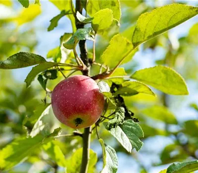 Apfel Kaiser Wilhelm