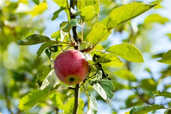 Malus 'Kaiser Wilhelm'                 CAC Apfel Kaiser Wilhelm