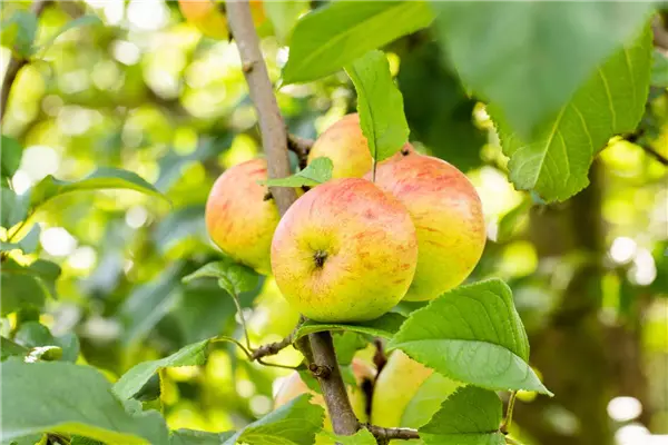 Malus 'Roter Berlepsch'                CAC Apfel Roter Berlepsch
