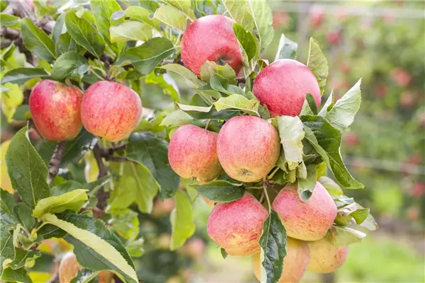 Malus 'Roter Gravensteiner'            CAC Apfel Roter Gravensteiner