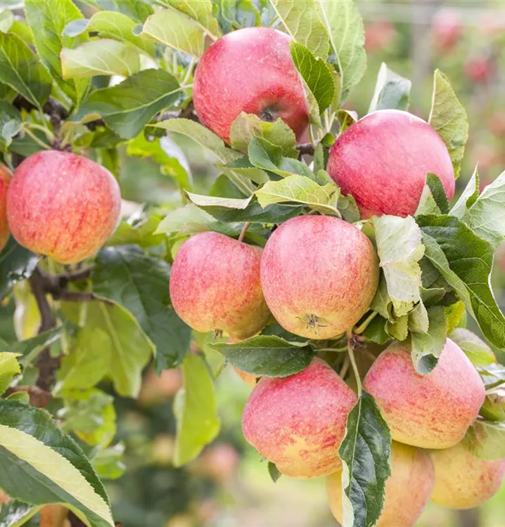 Apfel 'Roter Gravensteiner Rellstab'