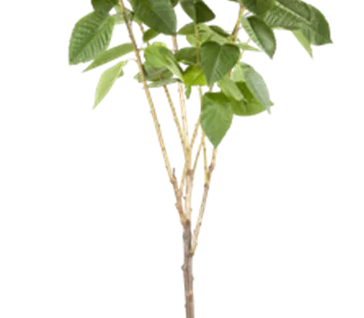 Süßkirsche Süßkirsche