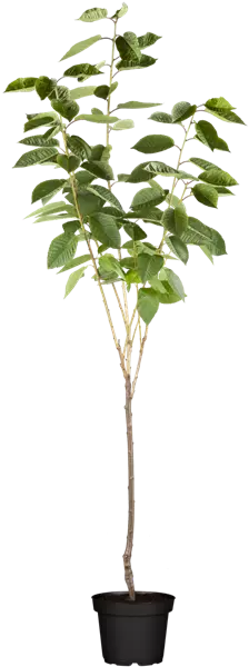 Prunus av.'Büttners Rt. Knorpelk'      CAC Süßkirsche