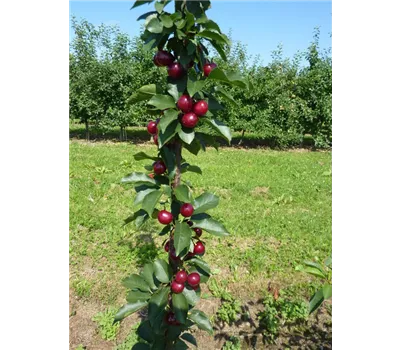 Sauerkirsche Sauerkirsche