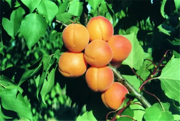 Prunus arm.'Kuresia'  -S-              CAC Aprikose 'Kuresia'