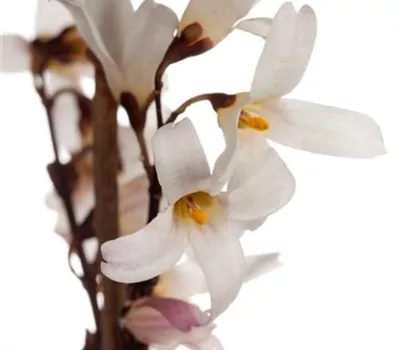 Weiße Forsythie Weiße Forsythie