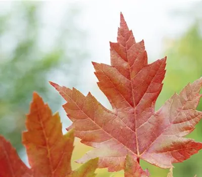 Silberahorn 'Elegant'