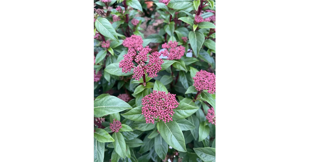 Viburnum tinus 'Spirit' -R-, Lorbeer-Schneeball 'Spirit' im Pflanzenshop