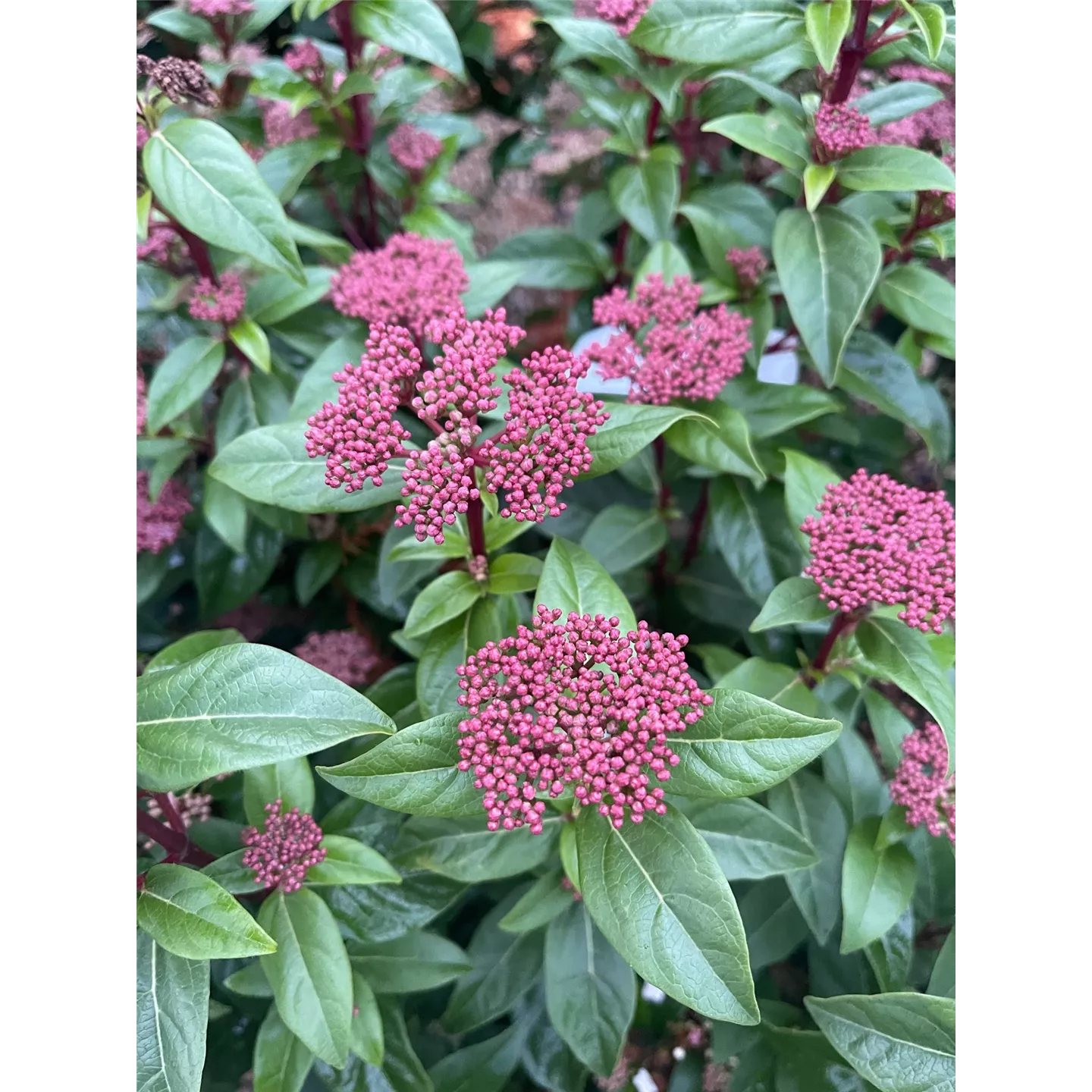 Viburnum tinus 'Spirit' -R- Viburnum tinus 'Spirit' -R-