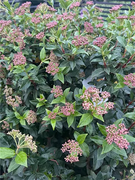 Viburnum tinus 'Eve Price' Mittelmeer-Schneeball
