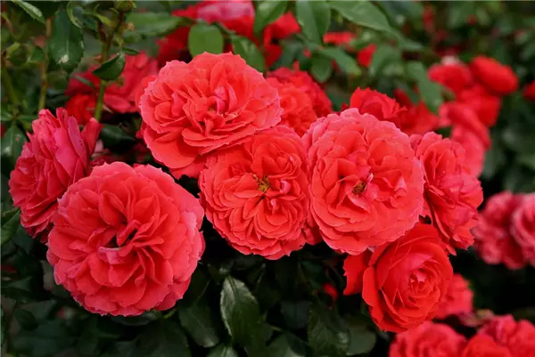Rosa 'Cherry Girl'  -R-                 BT Beetrose 'Cherry Girl'  -R-        ADR-Rose