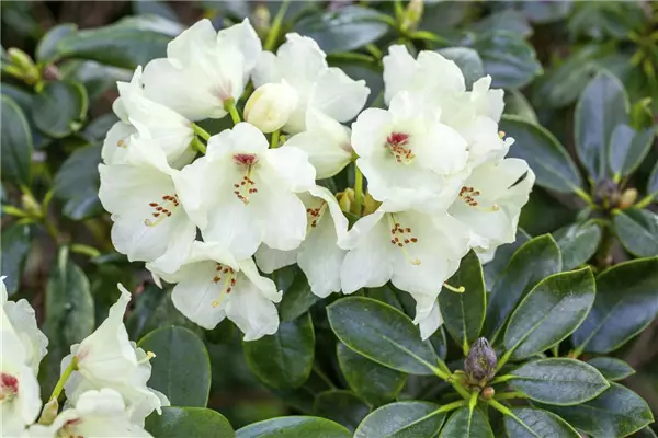 Rhododendron yak.'Flava' Yaku-Rhododendron