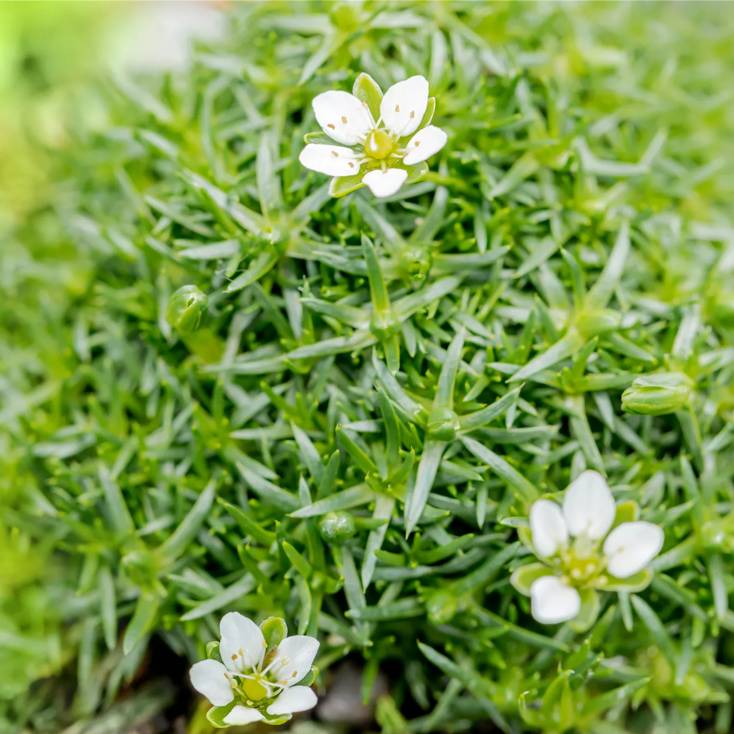 Sagina subulata, veg. Sagina subulata, veg.