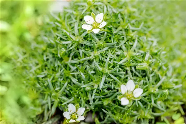 Sagina subulata, veg. Sternmoos