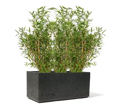 Kirschke RockLine Nero Kirschke RockLine Nero