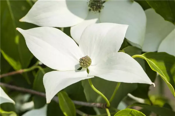 Cornus kousa chinensis 'Milky Way' Chinesischer Blüten-Hartriegel