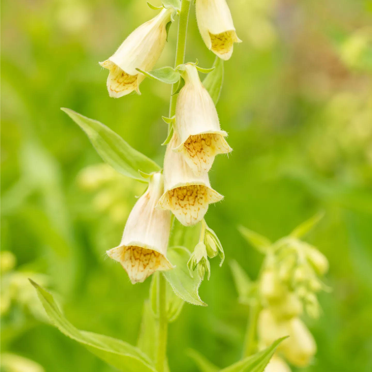 Digitalis grandiflora