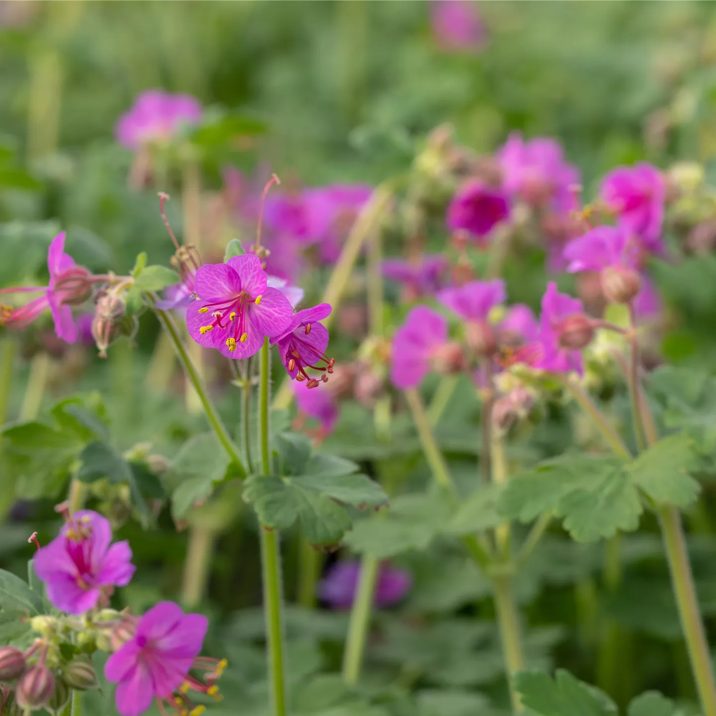 Geranium macrorrhizum 'Bevan'