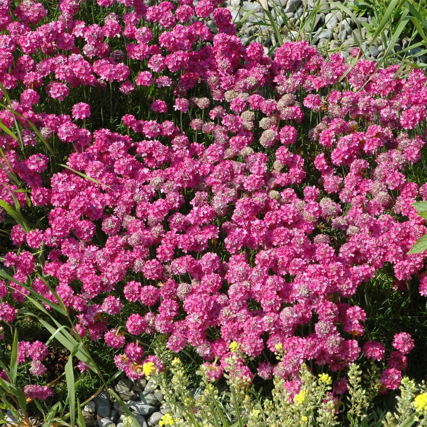 Armeria maritima 'Düsseldorfer Stolz'