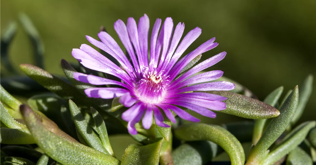 Delosperma cooperi 'Table Mountain', Stauden-Mittagsblume im Pflanzenshop