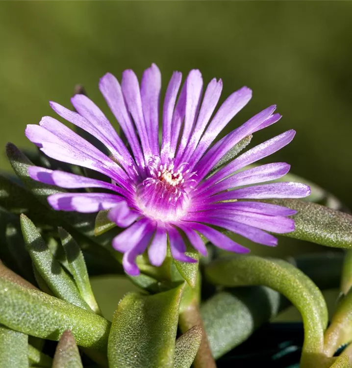 Stauden-Mittagsblume