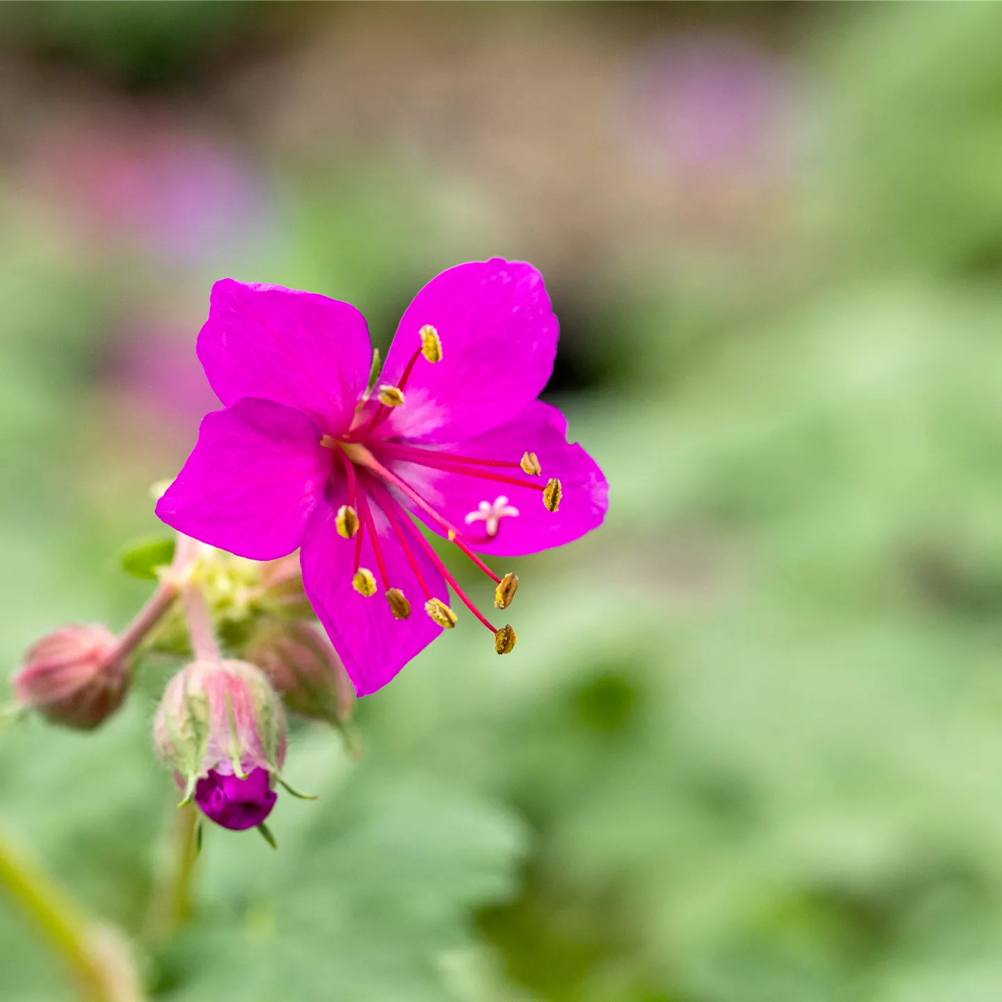 Geranium macrorrhizum 'Czakor'