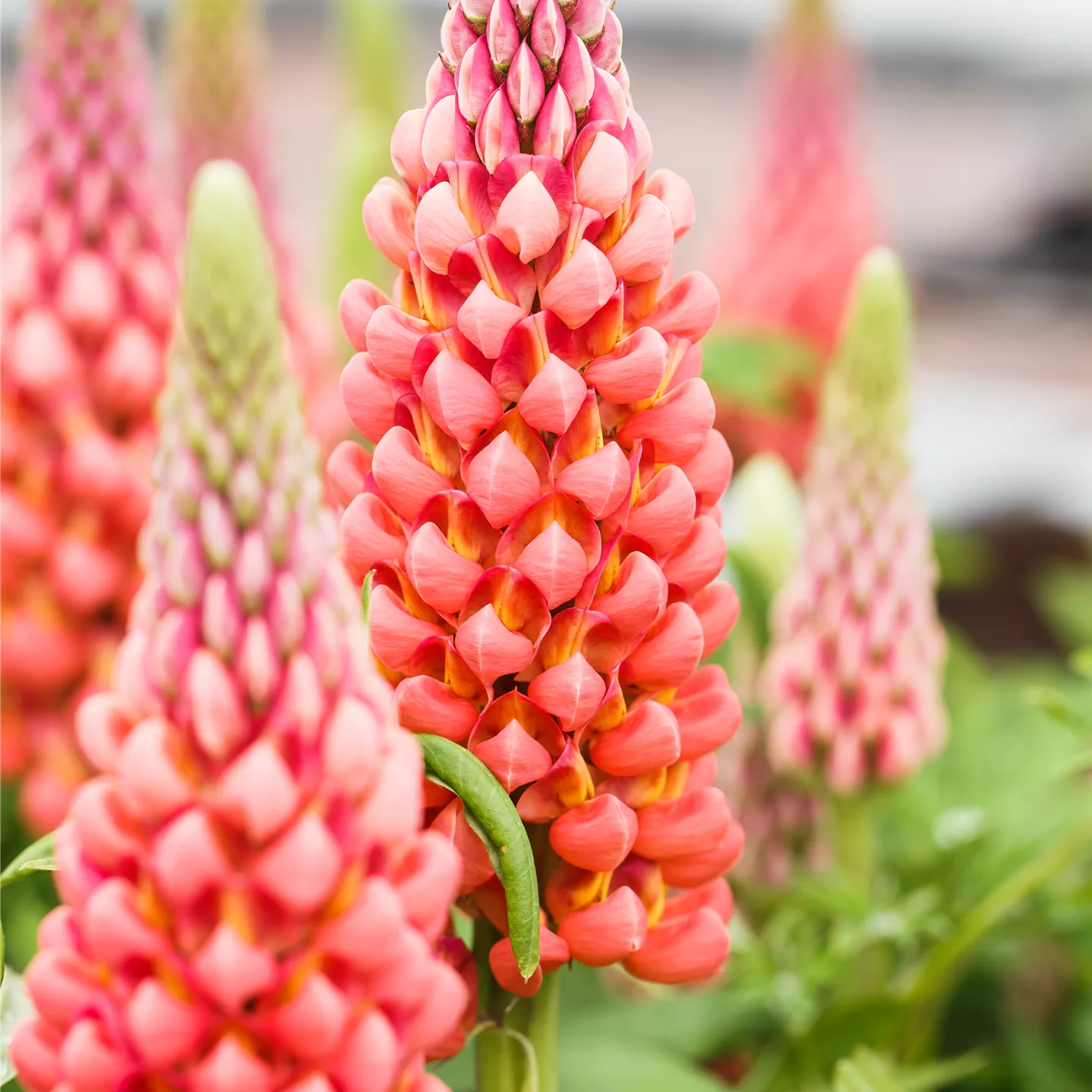 Lupinus polyphyllus 'Edelknabe'