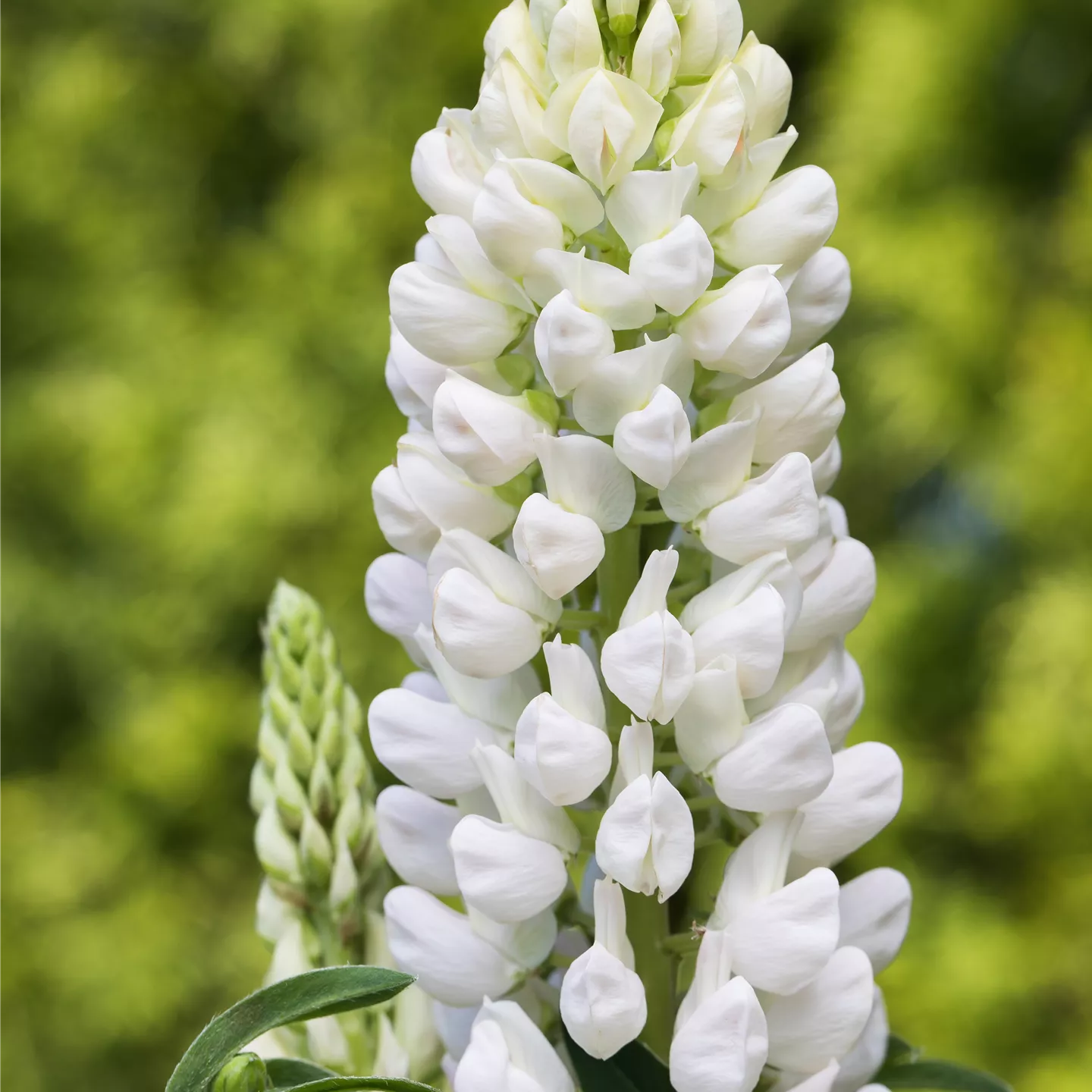 Lupinus polyphyllus 'Fräulein'