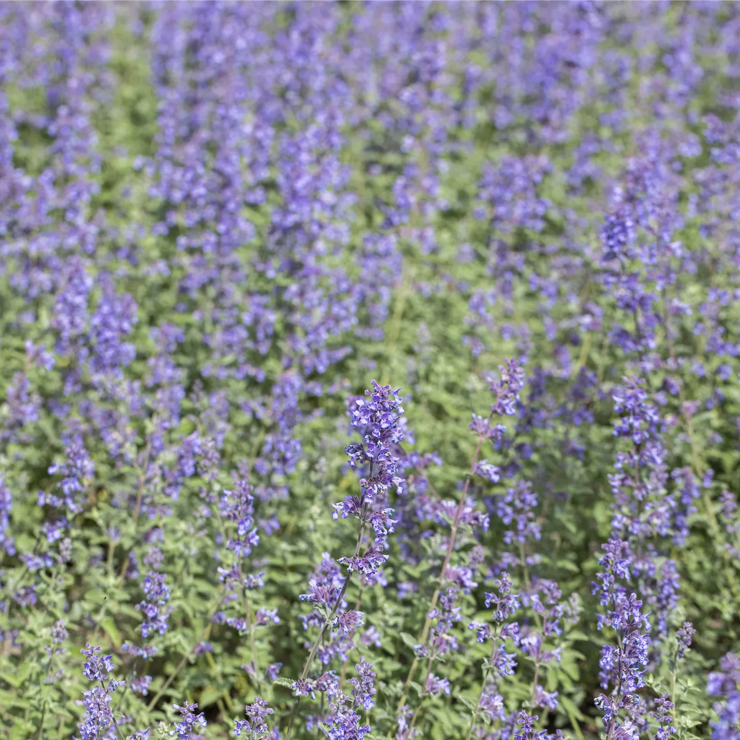 Nepeta grandiflora 'Blue Danube'