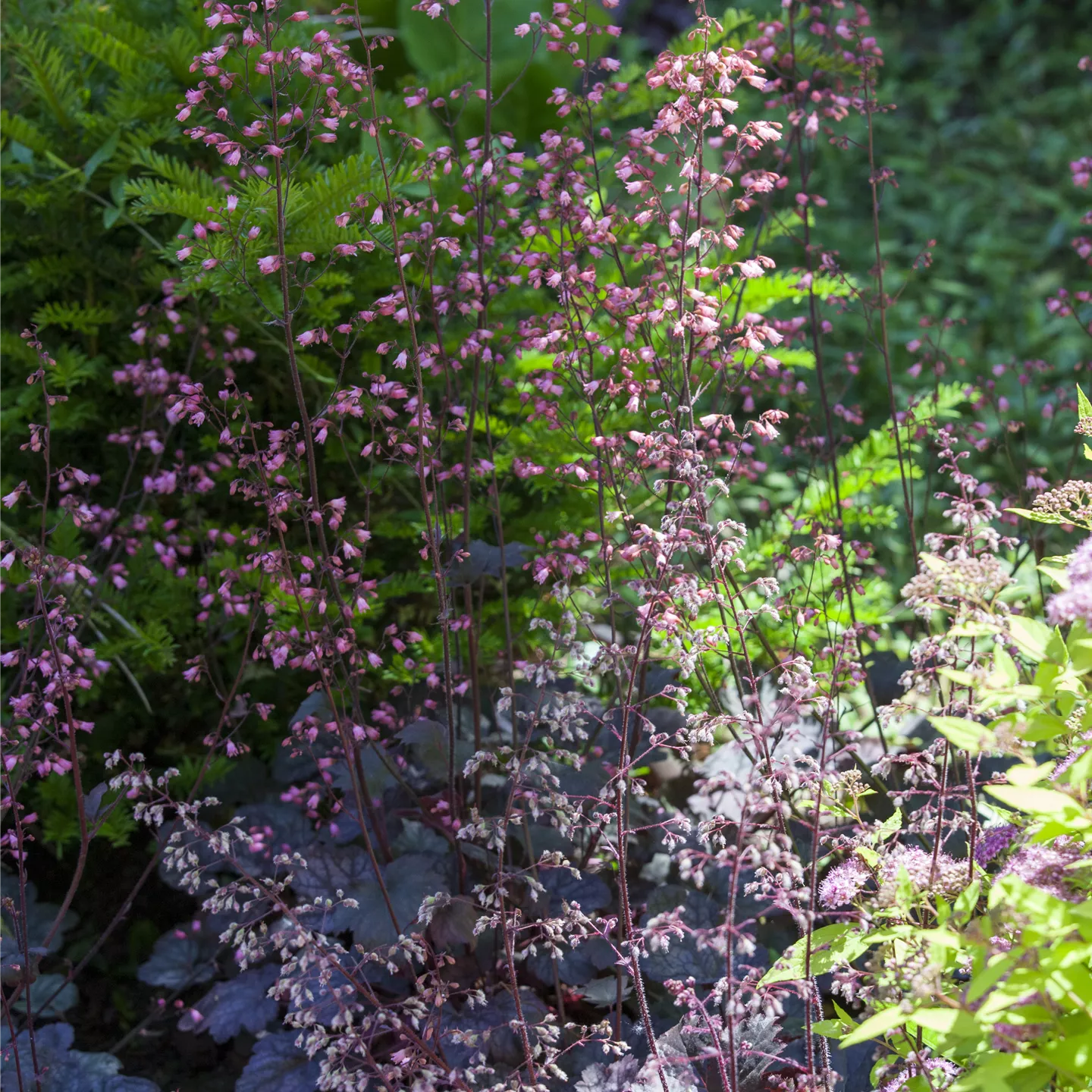 Heuchera micrantha 'Regina'