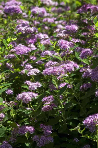Spiraea japonica 'Little Princess' Rosa Zwerg-Spiere