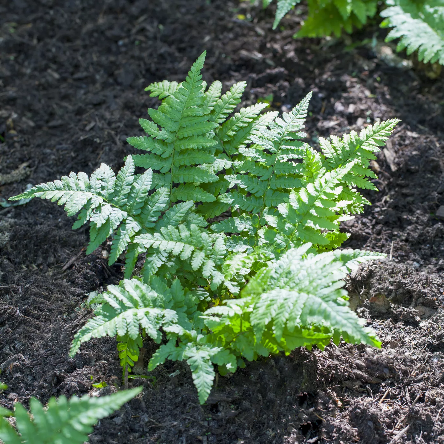 Polypodium vulgare