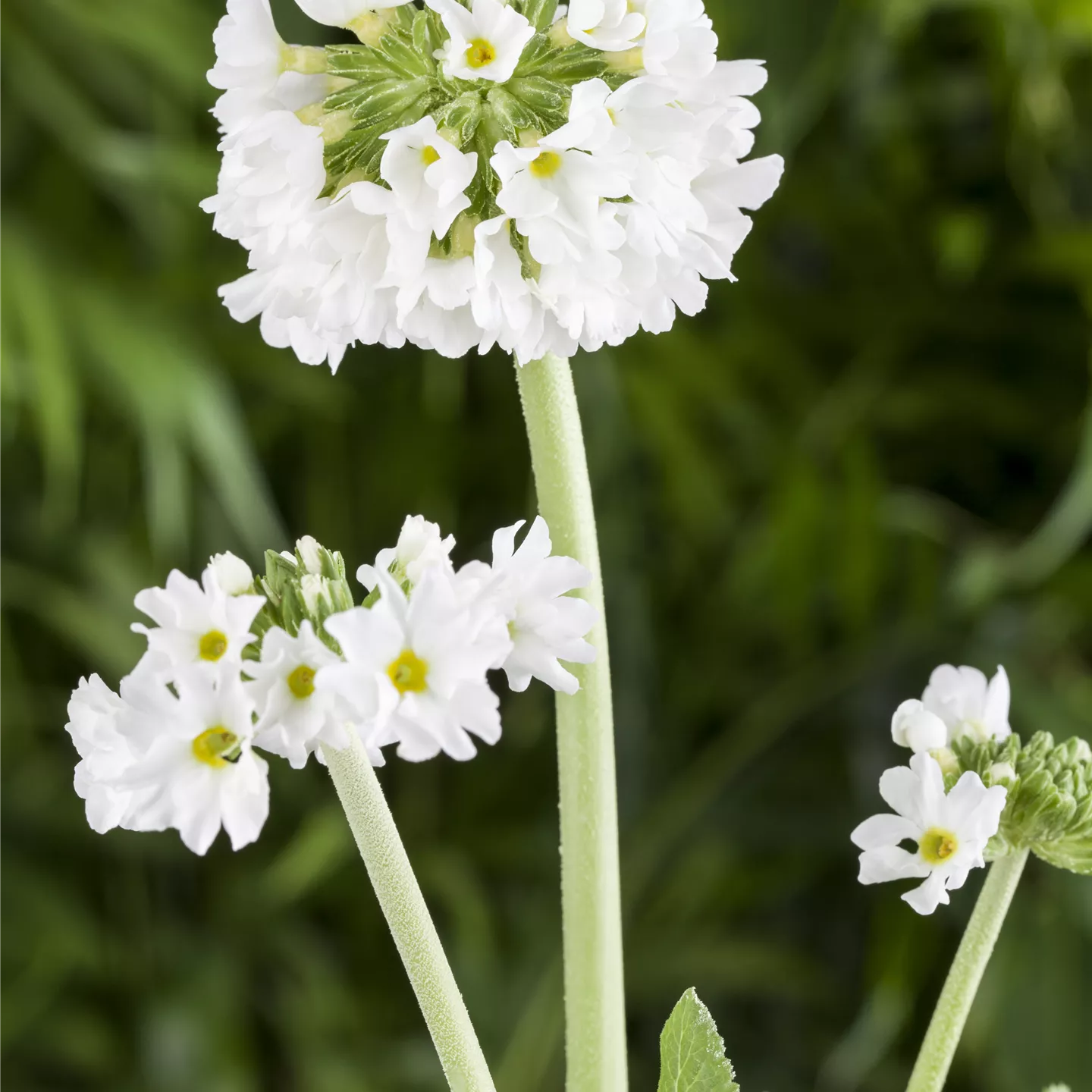 Primula denticulata 'Alba'