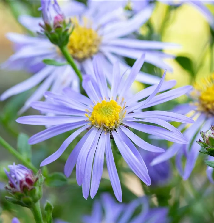 Berg-Aster