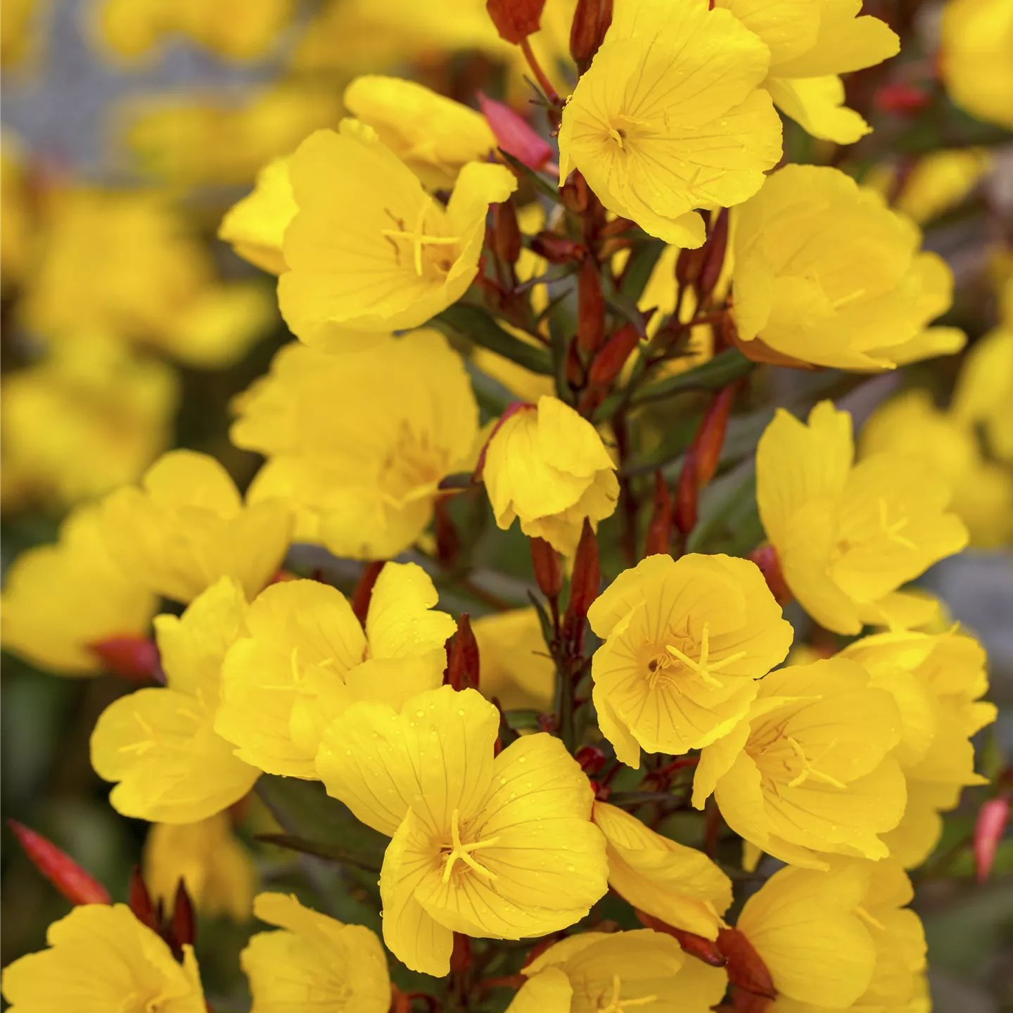 Oenothera macrocarpa