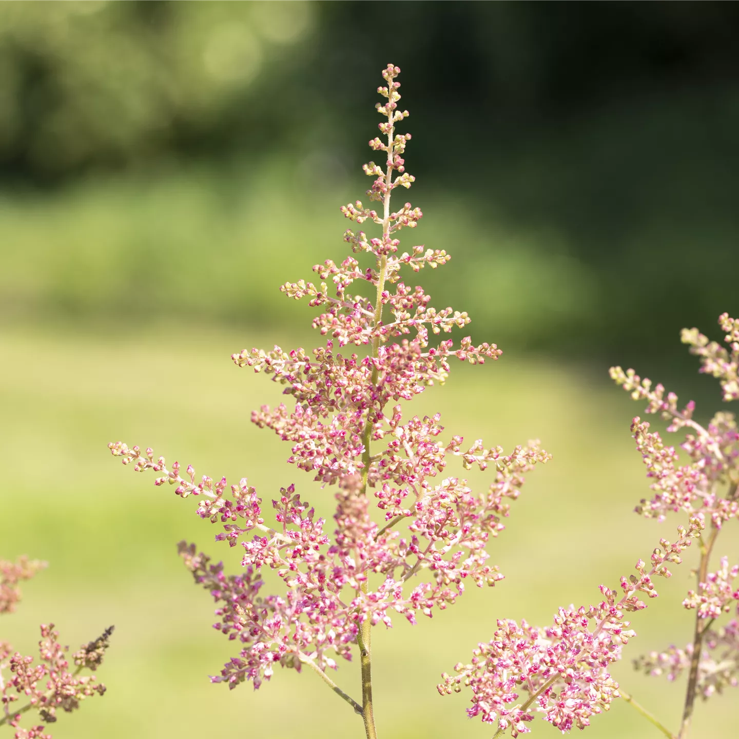 Astilbe x arendsii 'Anita Pfeifer'