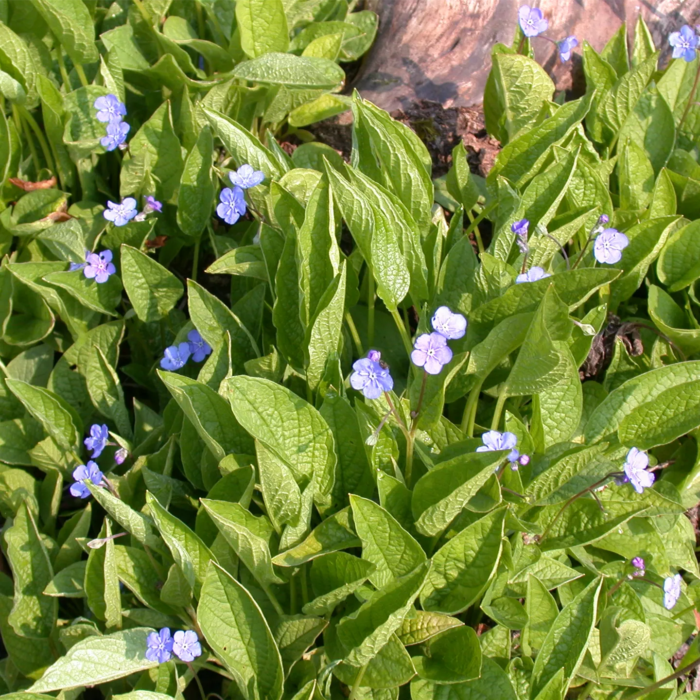 Omphalodes verna