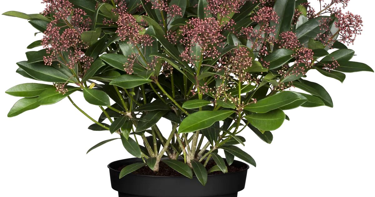 Skimmia japonica 'Rubesta Jos' -R-, Skimmie 'Rubesta Jos' im Pflanzenshop