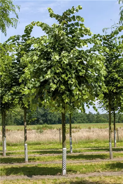 Tilia tomentosa 'Brabant' Silber-Linde