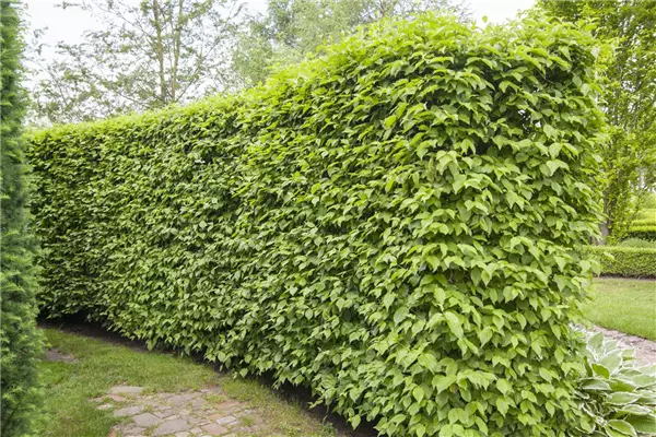 Cornus mas Kornelkirsche