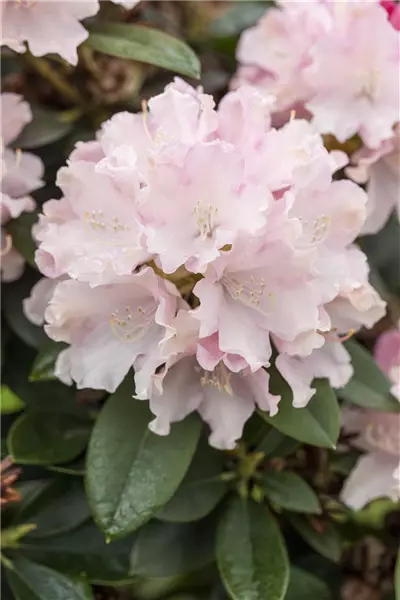 Rhododendron yak.'Schneekrone' Yaku-Rhododendron