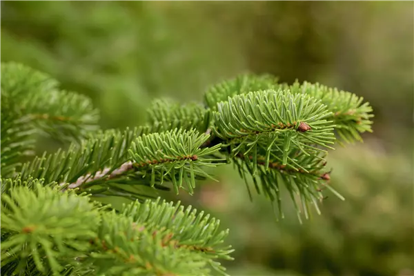 Abies nordmanniana Nordmanns-Tanne