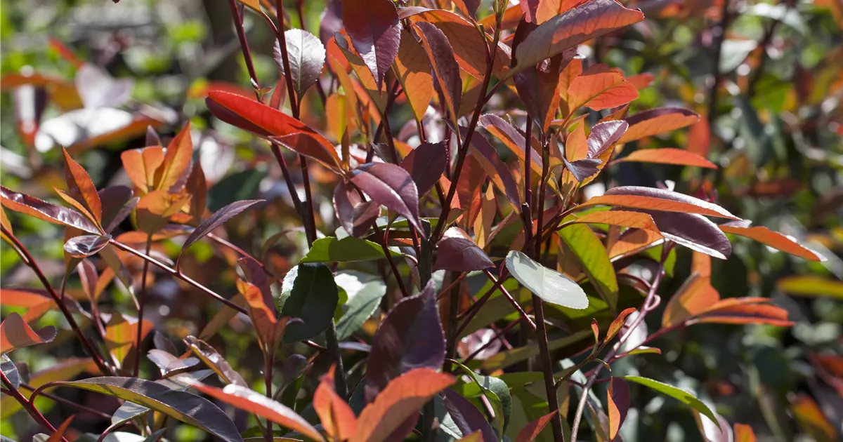 Photinia fraseri 'Red Robin', Glanzmispel im Pflanzenshop