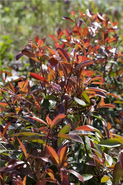 Photinia fraseri 'Red Robin' Glanzmispel